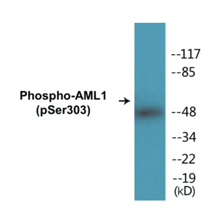Western Blot - AML1 (phospho Ser303) Cell Based ELISA Kit (CBP1101) - Antibodies.com