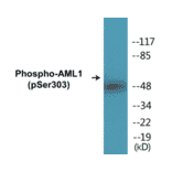 Western Blot - AML1 (phospho Ser303) Cell Based ELISA Kit (CBP1101) - Antibodies.com