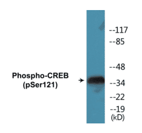 Western Blot - CREB (phospho Ser121) Cell Based ELISA Kit (CBP1150) - Antibodies.com