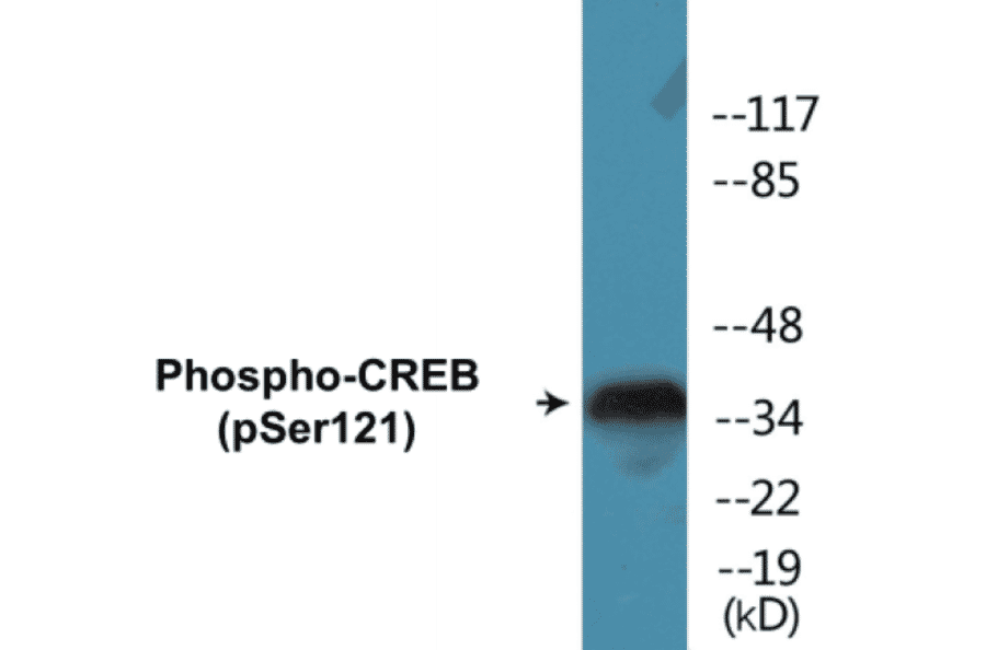 Western Blot - CREB (phospho Ser121) Cell Based ELISA Kit (CBP1150) - Antibodies.com
