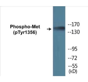 Western Blot - Met (phospho Tyr1356) Cell Based ELISA Kit (CBP1178) - Antibodies.com