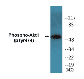 Western Blot - Akt1 (phospho Tyr474) Cell Based ELISA Kit (CBP1237) - Antibodies.com