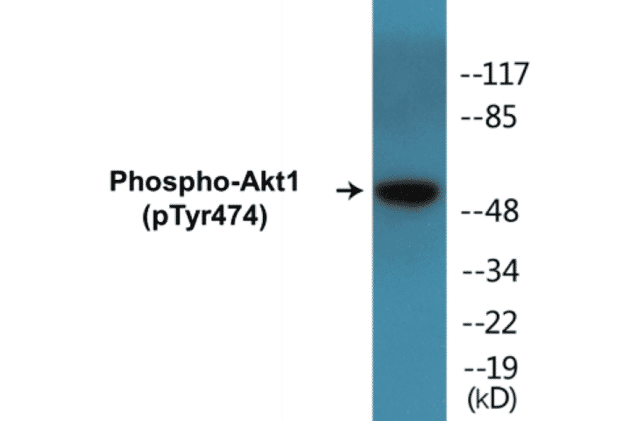 Western Blot - Akt1 (phospho Tyr474) Cell Based ELISA Kit (CBP1237) - Antibodies.com