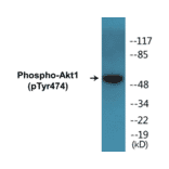 Western Blot - Akt1 (phospho Tyr474) Cell Based ELISA Kit (CBP1237) - Antibodies.com