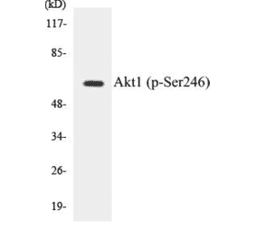 Western Blot - Akt1 (phospho Ser246) Cell Based ELISA Kit (CBP1238) - Antibodies.com