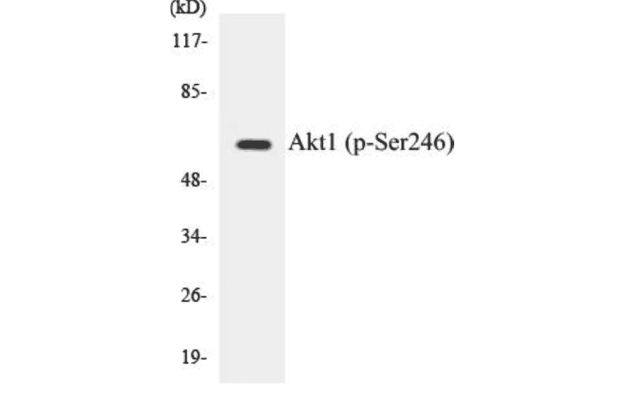 Western Blot - Akt1 (phospho Ser246) Cell Based ELISA Kit (CBP1238) - Antibodies.com
