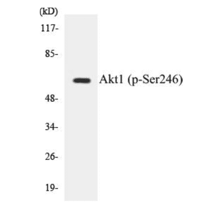 Western Blot - Akt1 (phospho Ser246) Cell Based ELISA Kit (CBP1238) - Antibodies.com