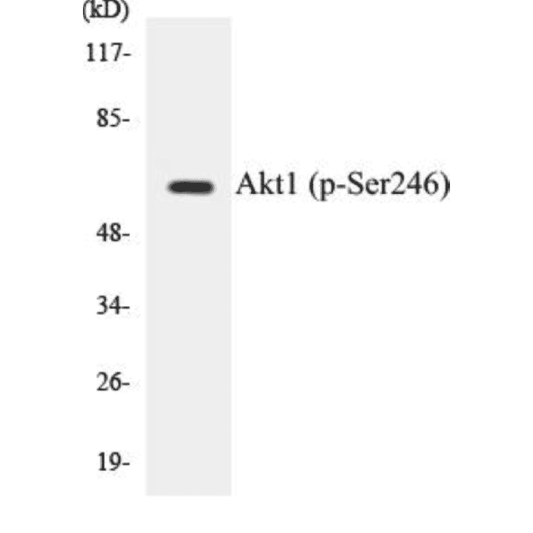 Western Blot - Akt1 (phospho Ser246) Cell Based ELISA Kit (CBP1238) - Antibodies.com