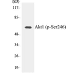 Western Blot - Akt1 (phospho Ser246) Cell Based ELISA Kit (CBP1238) - Antibodies.com