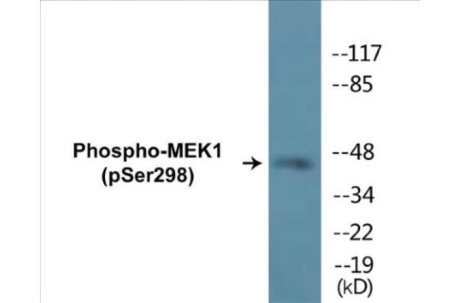 Western Blot - MEK1 (phospho Ser298) Cell Based ELISA Kit (CBP1259) - Antibodies.com