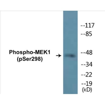 Western Blot - MEK1 (phospho Ser298) Cell Based ELISA Kit (CBP1259) - Antibodies.com
