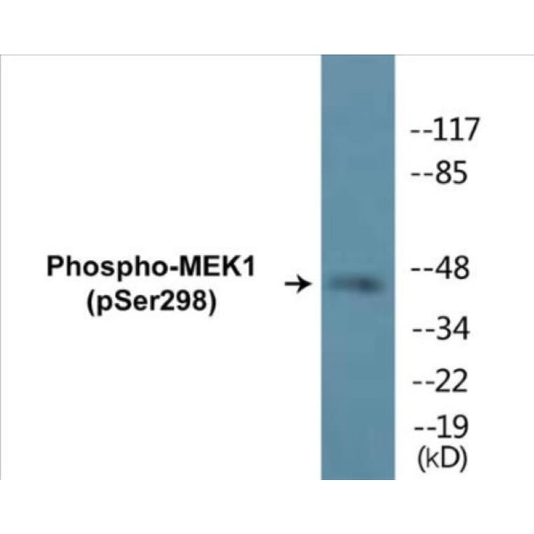 Western Blot - MEK1 (phospho Ser298) Cell Based ELISA Kit (CBP1259) - Antibodies.com