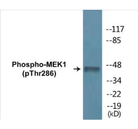 Western Blot - MEK1 (phospho Thr286) Cell Based ELISA Kit (CBP1260) - Antibodies.com