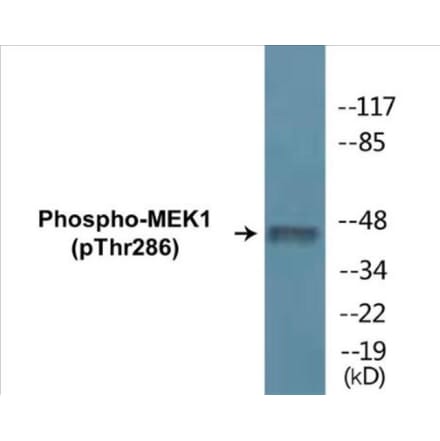 Western Blot - MEK1 (phospho Thr286) Cell Based ELISA Kit (CBP1260) - Antibodies.com