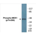 Western Blot - MEK1 (phospho Thr286) Cell Based ELISA Kit (CBP1260) - Antibodies.com