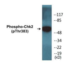 Western Blot - Chk2 (phospho Thr383) Cell Based ELISA Kit (CBP1299) - Antibodies.com