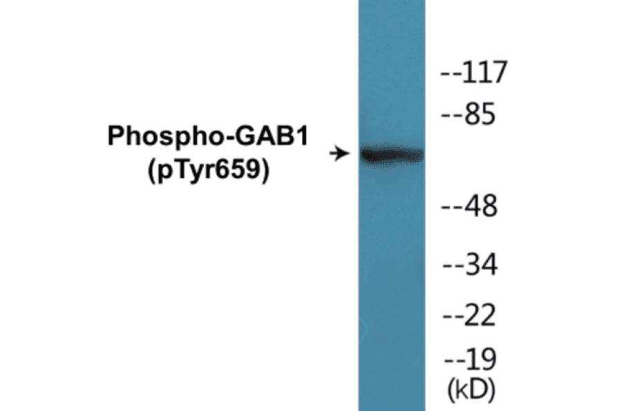 Western Blot - GAB1 (phospho Tyr659) Cell Based ELISA Kit (CBP1301) - Antibodies.com