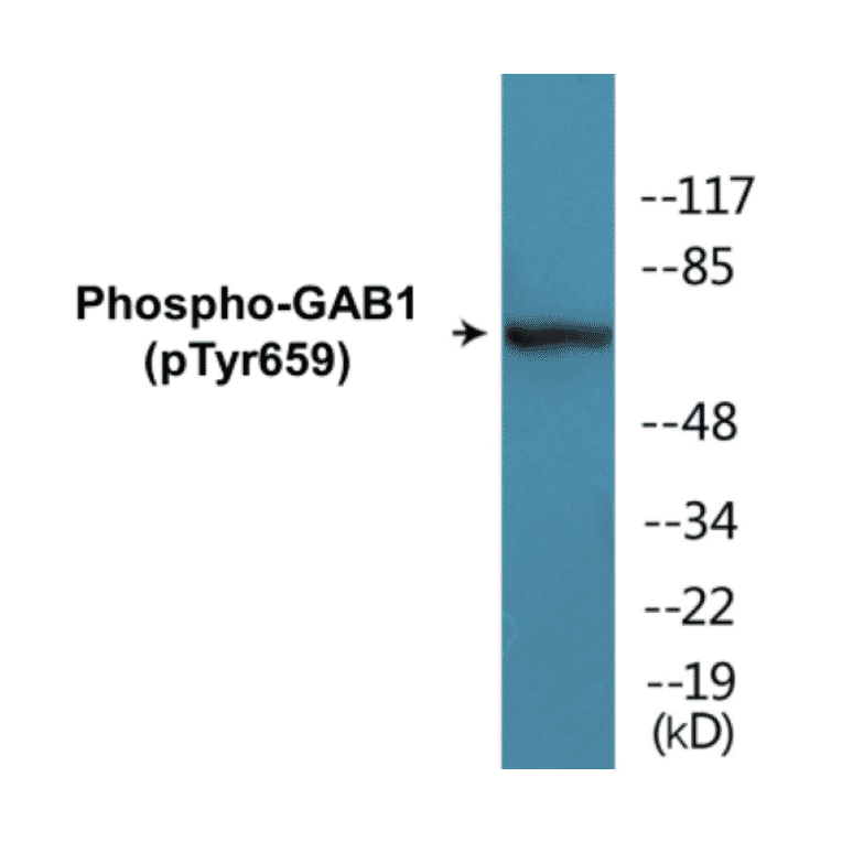 Western Blot - GAB1 (phospho Tyr659) Cell Based ELISA Kit (CBP1301) - Antibodies.com