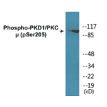 Western Blot - PKD1 (phospho Ser205) Cell Based ELISA Kit (CBP1311) - Antibodies.com