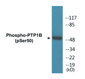 Western Blot - PTP1B (phospho Ser50) Cell Based ELISA Kit (CBP1314) - Antibodies.com