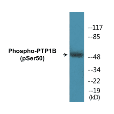 Western Blot - PTP1B (phospho Ser50) Cell Based ELISA Kit (CBP1314) - Antibodies.com