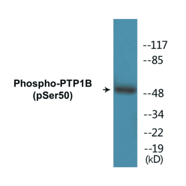 Western Blot - PTP1B (phospho Ser50) Cell Based ELISA Kit (CBP1314) - Antibodies.com