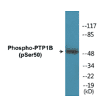 Western Blot - PTP1B (phospho Ser50) Cell Based ELISA Kit (CBP1314) - Antibodies.com