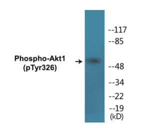 Western Blot - Akt1 (phospho Tyr326) Cell Based ELISA Kit (CBP1318) - Antibodies.com