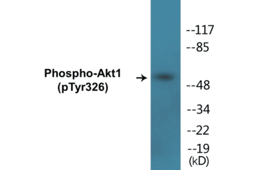 Western Blot - Akt1 (phospho Tyr326) Cell Based ELISA Kit (CBP1318) - Antibodies.com