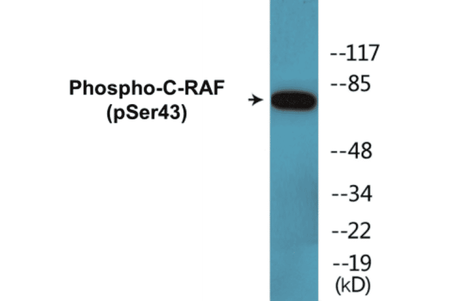 Western Blot - C-RAF (phospho Ser43) Cell Based ELISA Kit (CBP1357) - Antibodies.com