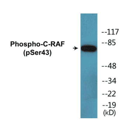 Western Blot - C-RAF (phospho Ser43) Cell Based ELISA Kit (CBP1357) - Antibodies.com