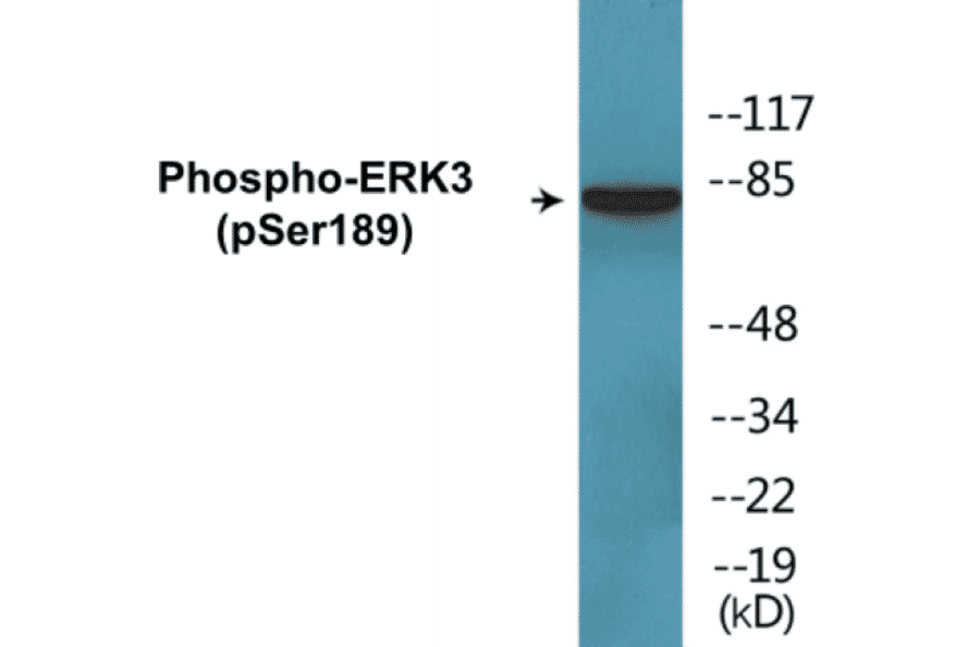 Western Blot - ERK3 (phospho Ser189) Cell Based ELISA Kit (CBP1369) - Antibodies.com