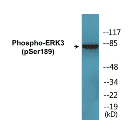 Western Blot - ERK3 (phospho Ser189) Cell Based ELISA Kit (CBP1369) - Antibodies.com