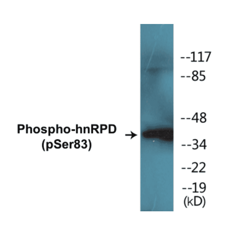 Western Blot - hnRPD (phospho Ser83) Cell Based ELISA Kit (CBP1411) - Antibodies.com