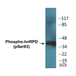Western Blot - hnRPD (phospho Ser83) Cell Based ELISA Kit (CBP1411) - Antibodies.com