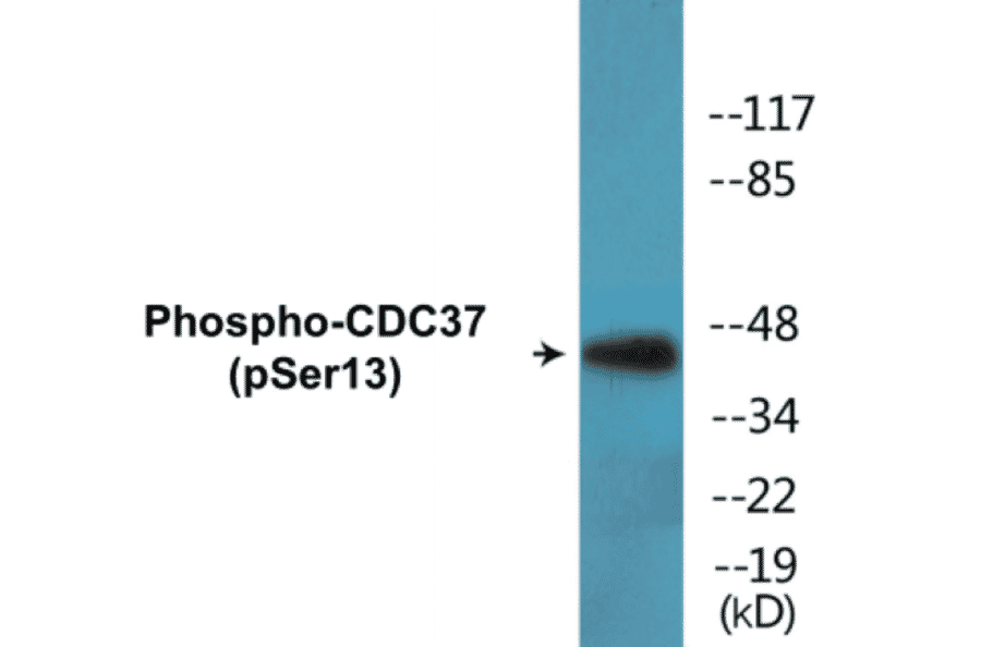 Western Blot - CDC37 (phospho Ser13) Cell Based ELISA Kit (CBP1413) - Antibodies.com