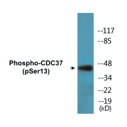 Western Blot - CDC37 (phospho Ser13) Cell Based ELISA Kit (CBP1413) - Antibodies.com