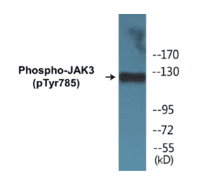 Western Blot - JAK3 (phospho Tyr785) Cell Based ELISA Kit (CBP1428) - Antibodies.com