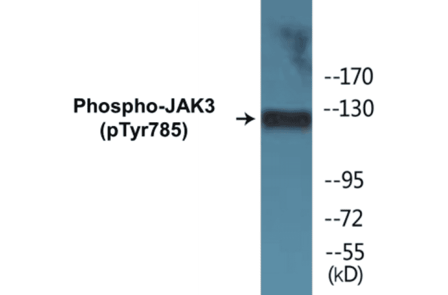 Western Blot - JAK3 (phospho Tyr785) Cell Based ELISA Kit (CBP1428) - Antibodies.com