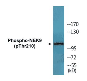 Western Blot - NEK9 (phospho Thr210) Cell Based ELISA Kit (CBP1452) - Antibodies.com