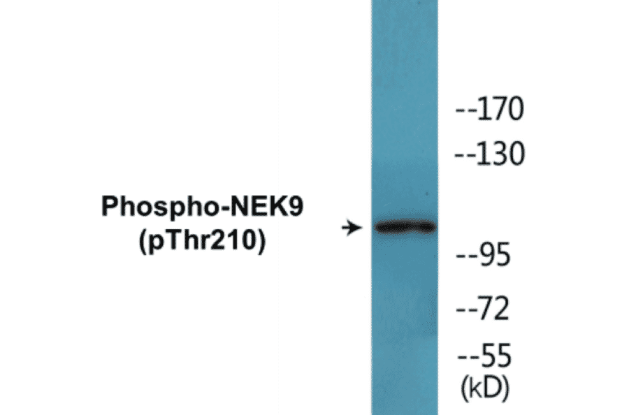 Western Blot - NEK9 (phospho Thr210) Cell Based ELISA Kit (CBP1452) - Antibodies.com