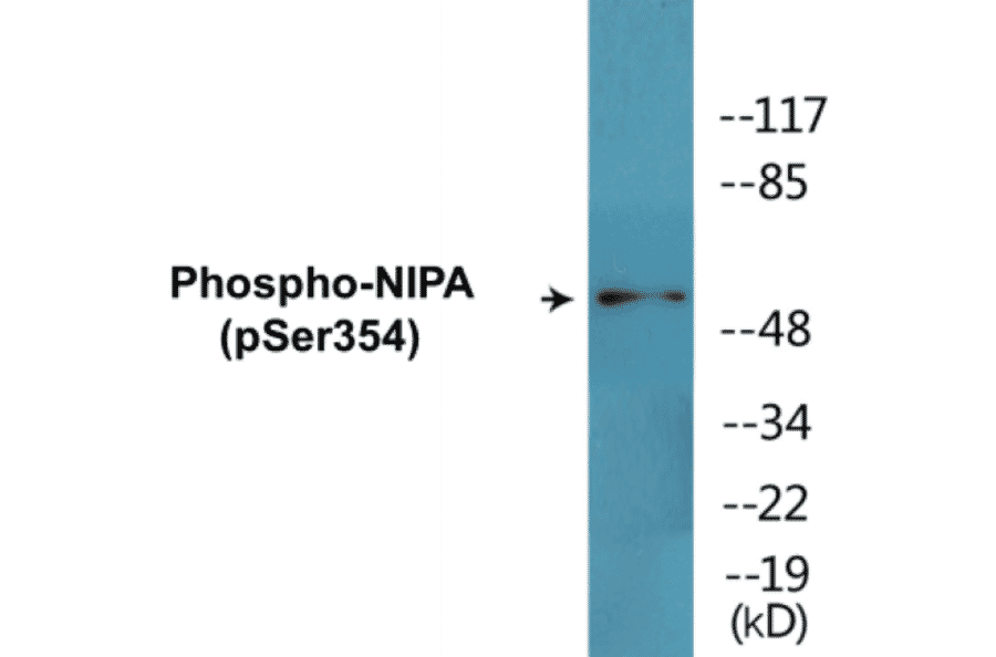 Western Blot - NIPA (phospho Ser354) Cell Based ELISA Kit (CBP1454) - Antibodies.com