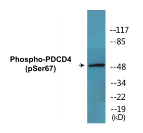 Western Blot - PDCD4 (phospho Ser67) Cell Based ELISA Kit (CBP1457) - Antibodies.com