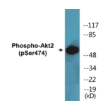 Western Blot - Akt2 (phospho Ser474) Cell Based ELISA Kit (CBP1491) - Antibodies.com