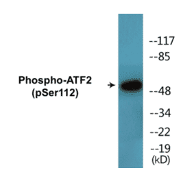 Western Blot - ATF2 (phospho Ser112) Cell Based ELISA Kit (CBP1495) - Antibodies.com