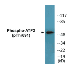 Western Blot - ATF2 (phospho Thr691) Cell Based ELISA Kit (CBP1497) - Antibodies.com