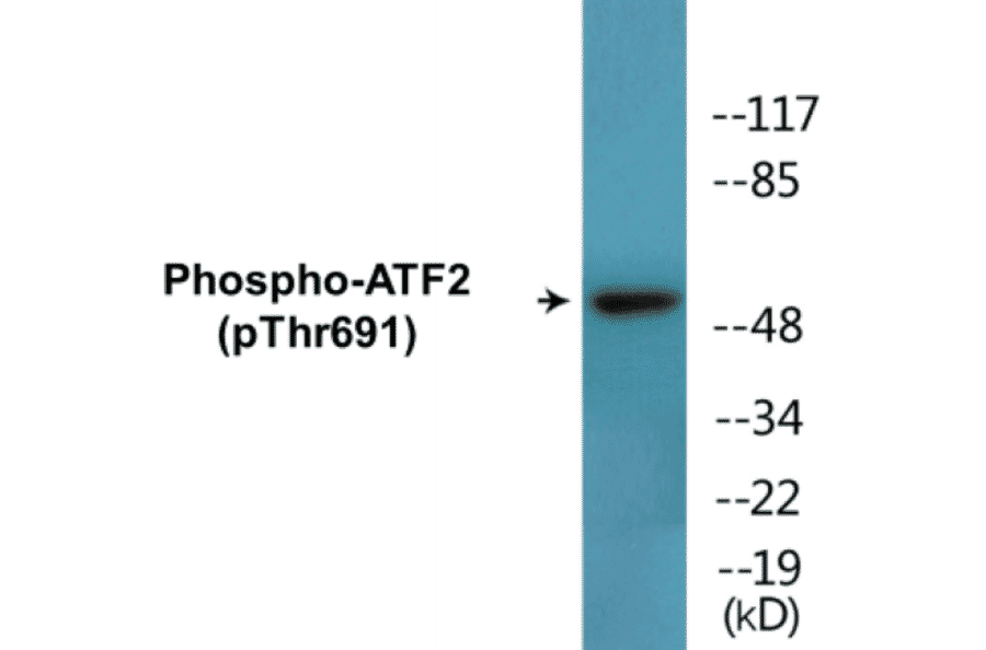 Western Blot - ATF2 (phospho Thr691) Cell Based ELISA Kit (CBP1497) - Antibodies.com