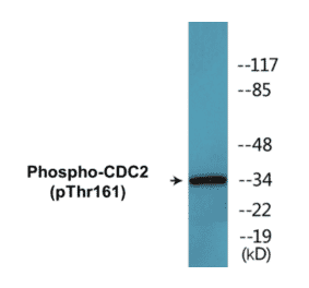 Western Blot - CDC2 (phospho Thr161) Cell Based ELISA Kit (CBP1511) - Antibodies.com