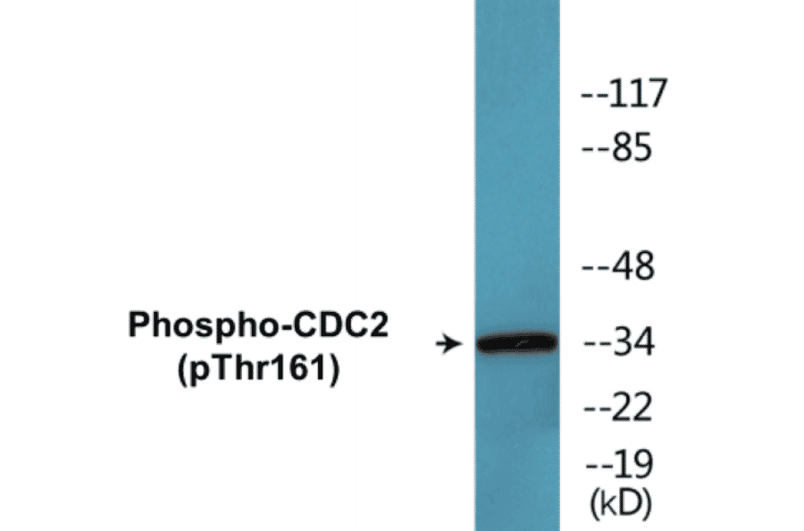 Western Blot - CDC2 (phospho Thr161) Cell Based ELISA Kit (CBP1511) - Antibodies.com
