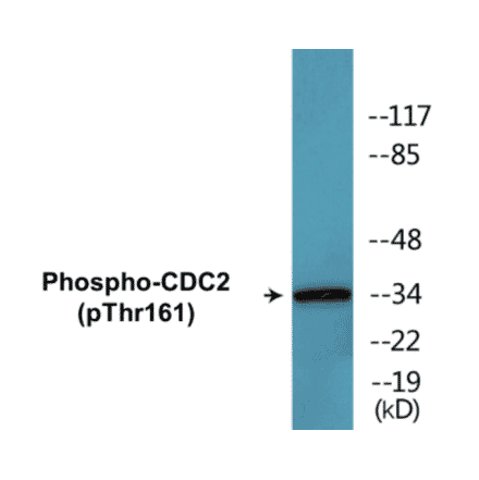 Western Blot - CDC2 (phospho Thr161) Cell Based ELISA Kit (CBP1511) - Antibodies.com